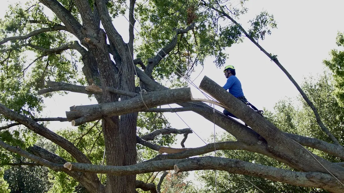 Professional Crown Thinning performed by certified arborists in Slab Fork