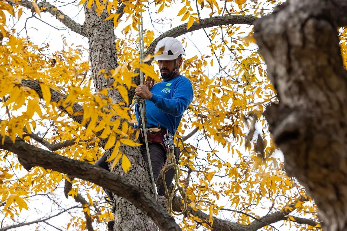 Skilled Tree Planing crew working in Slab Fork